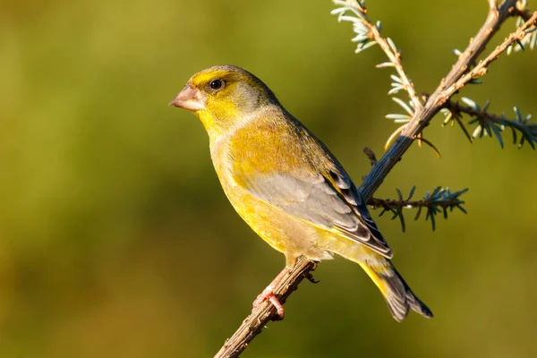 Hermoso Pajarito Con Plumaje Verde Rama Sobre Fondo Borroso —  Fotos de Stock