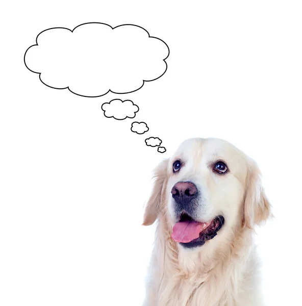 可爱的金色猎犬狗与语音气泡孤立的白色背景 — 图库照片