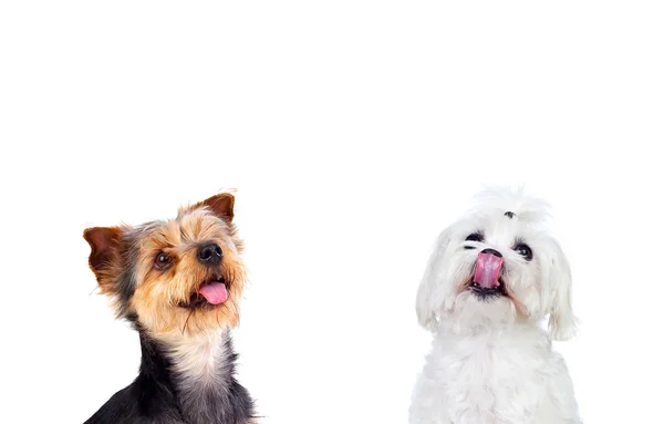 Retrato Estúdio Dois Pequenos Cães Diferentes Isolados Sobre Fundo Branco — Fotografia de Stock