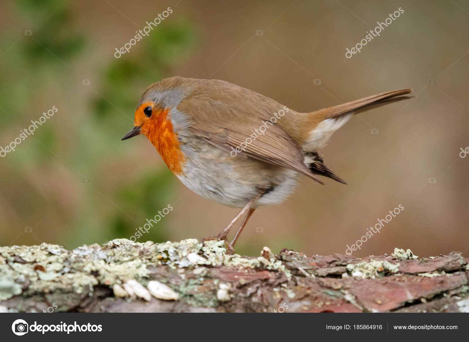 Beau Petit Oiseau Plumage Orange Sur Une Branche Sur Fond