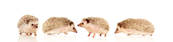 Hedgehogs Marrom Bonito Isolado Fundo Branco — Fotografia de Stock