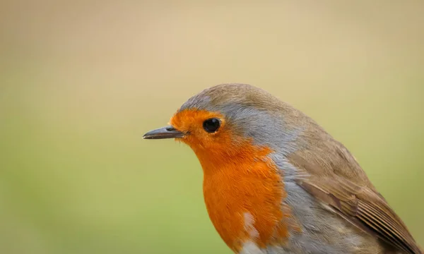 Belo Pequeno Pássaro Com Plumagem Laranja Ramo Sobre Fundo Borrado — Fotografia de Stock