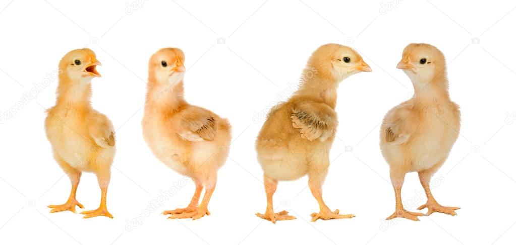 cute yellow chickens isolated on white background