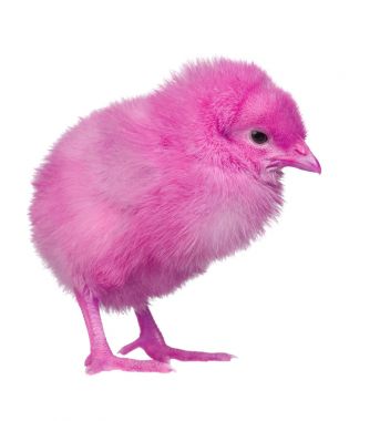 Beyaz arka plan üzerinde izole şirin pembe tavuk