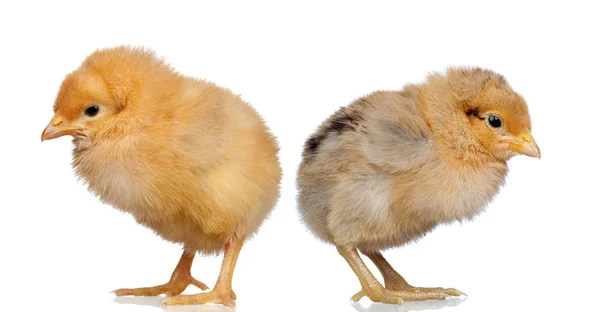 Dva Roztomilý Žlutá Kuřata Izolovaných Bílém Pozadí — Stock fotografie