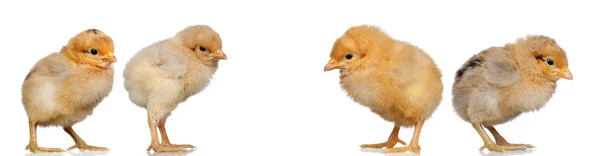 Beyaz Arka Plan Üzerinde Izole Sarı Sevimli Tavuk — Stok fotoğraf