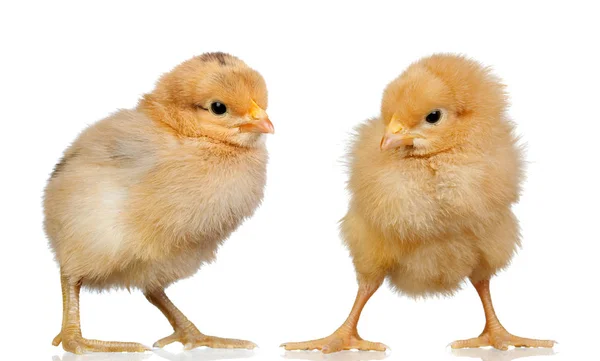 Niedlichen Gelben Hühner Isoliert Auf Weißem Hintergrund — Stockfoto