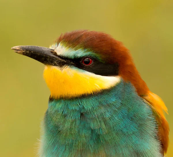 Φωτεινό Kingfisher Πουλιών Στο Φυσικό Περιβάλλον — Φωτογραφία Αρχείου