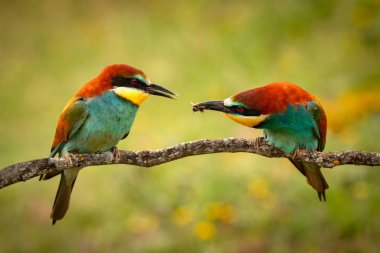 Birkaç bee-eaters dalı ile arka plan bulanık