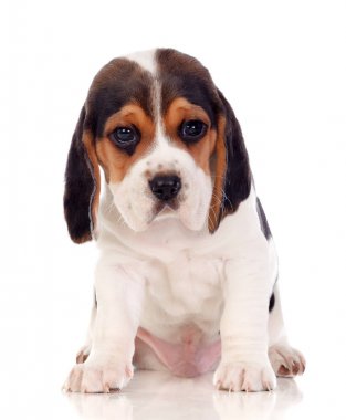 Beyaz arka planda izole edilmiş şirin köpek yavrusu.