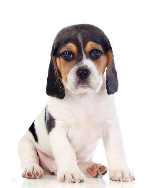 Carino Beagle Cucciolo Isolato Sfondo Bianco — Foto Stock