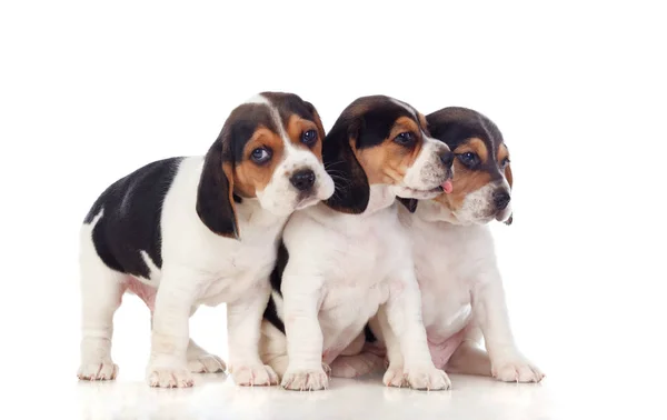 Three Beautiful Beagle Puppies Isolated White Background — Stock Photo, Image