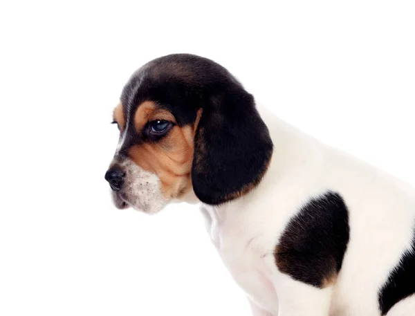 白い背景に孤立した可愛いビーグル子犬 — ストック写真
