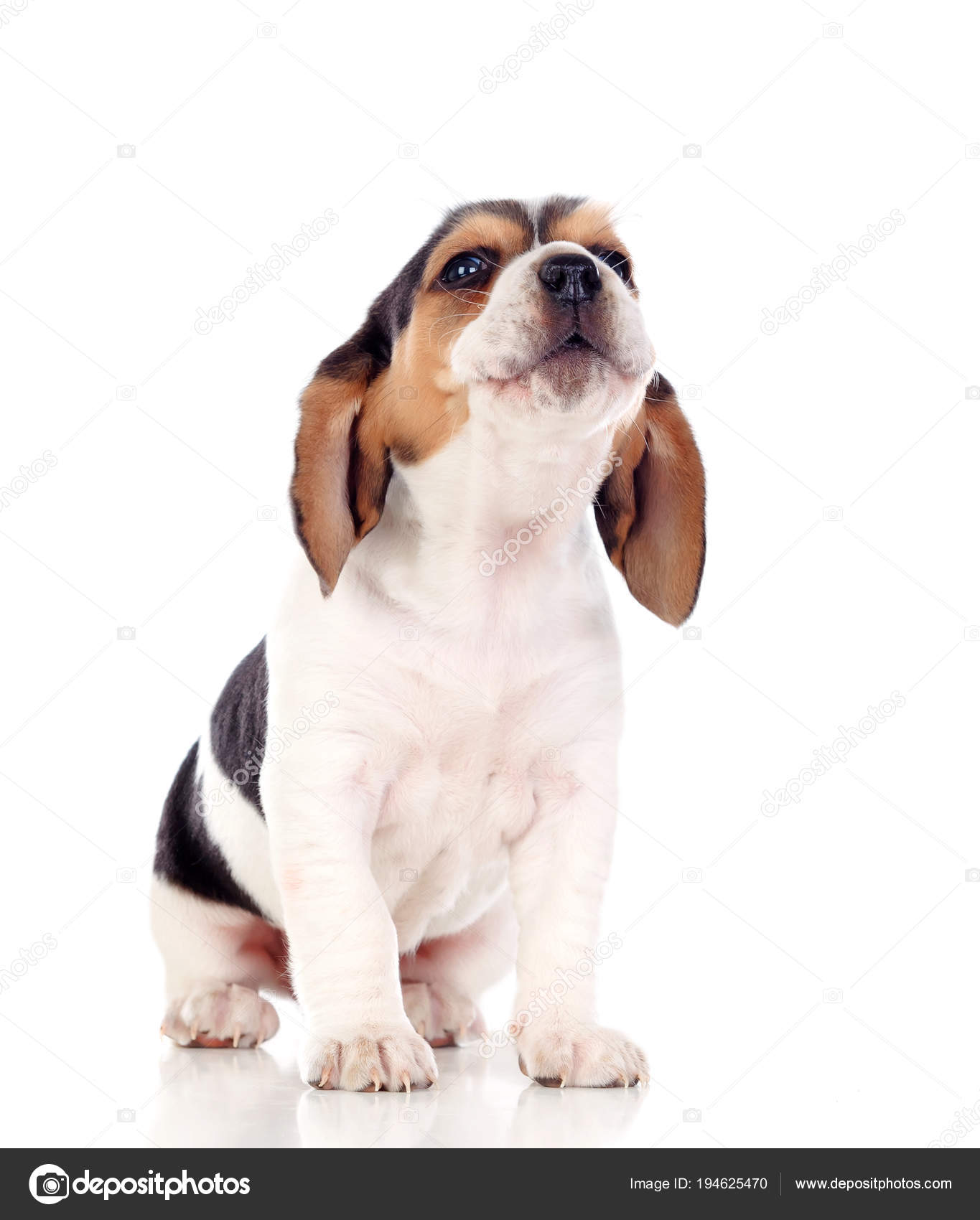 白い背景で隔離のかわいいビーグル子犬 ストック写真 C Gelpi