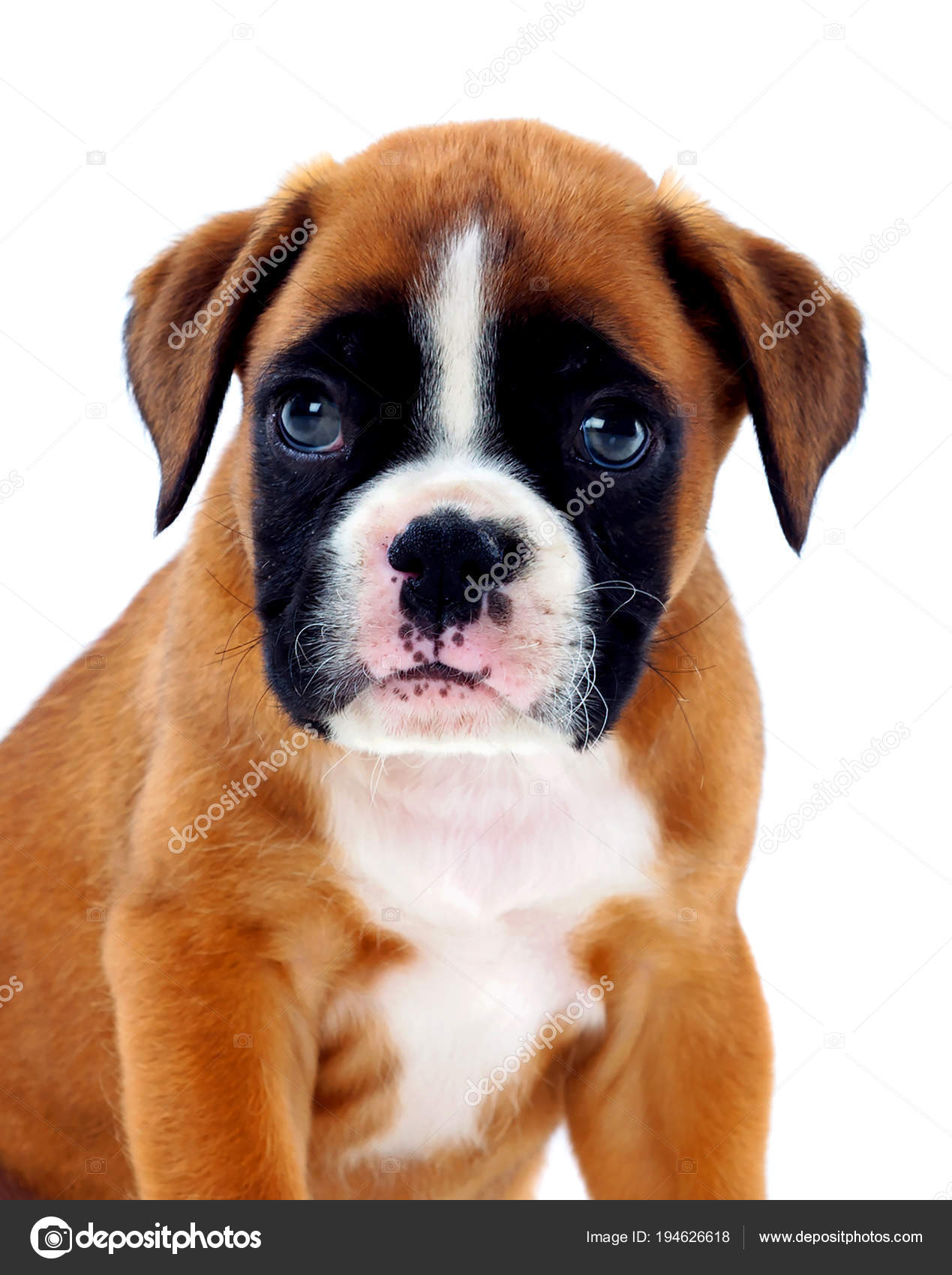 cute boxer puppies