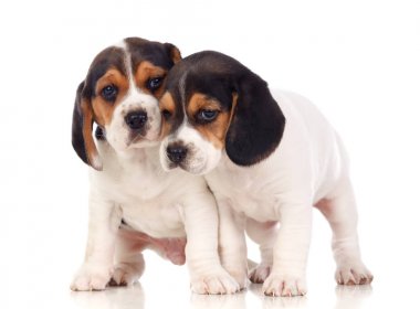 Beyaz arka plan üzerinde izole iki güzel beagle yavruları