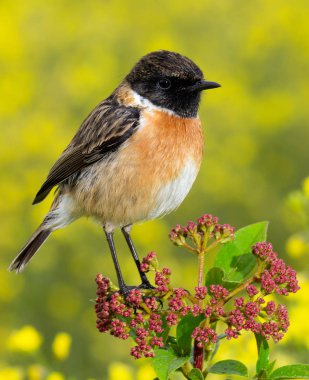 Erkek Stonechat güzel örnek  