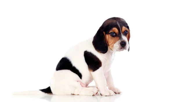 Słodkie Szczeniak Beagle Izolowane Białym Tle — Zdjęcie stockowe