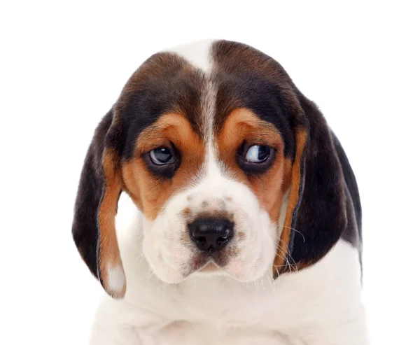 Carino Beagle Cucciolo Isolato Sfondo Bianco — Foto Stock