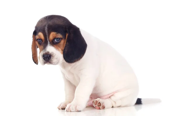 Chiot Beagle Mignon Isolé Sur Fond Blanc — Photo