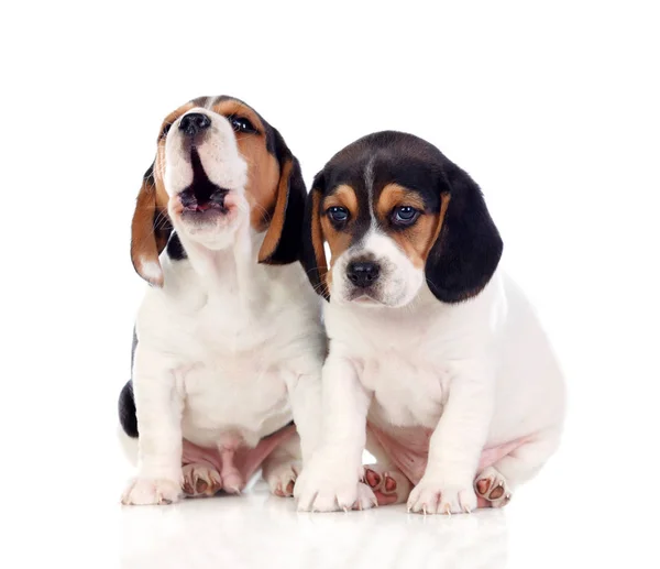 Two Beautiful Beagle Puppies Isolated White Background — Stock Photo, Image