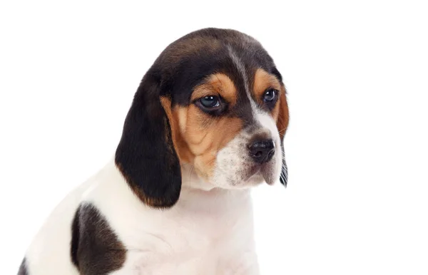 Carino Beagle Cucciolo Isolato Sfondo Bianco — Foto Stock