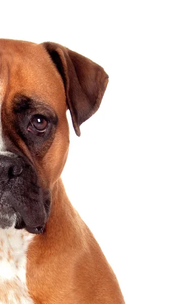 Bijgesneden Portret Van Schattige Boxer Pup Geïsoleerd Witte Achtergrond — Stockfoto