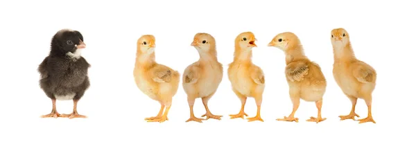 Niedlichen Gelben Hühner Isoliert Auf Weißem Hintergrund — Stockfoto