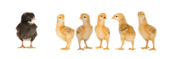 Lindos Pollos Amarillos Aislados Sobre Fondo Blanco — Foto de Stock