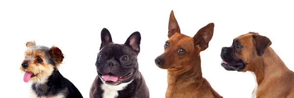 Beyaz Arka Plan Üzerinde Izole Şirin Farklı Köpekler — Stok fotoğraf