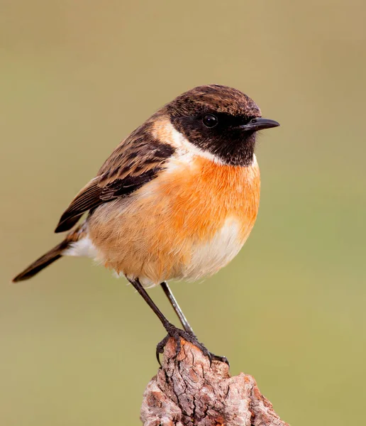 Nice specimen of male Stonechat — Stock Photo, Image