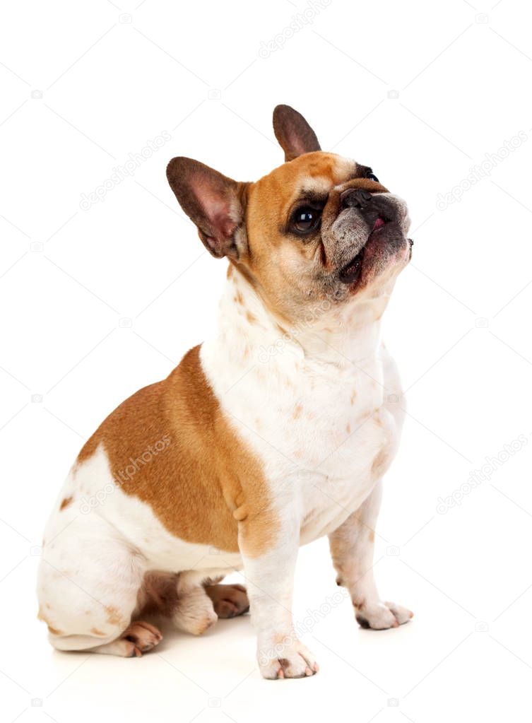 cute dog bulldog isolated on white background