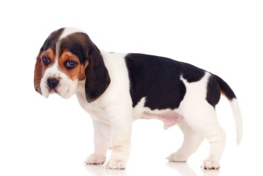 Beyaz arka planda izole edilmiş şirin köpek yavrusu.