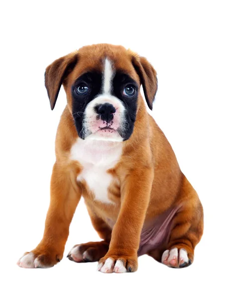 Carino Boxer Cucciolo Isolato Sfondo Bianco — Foto Stock