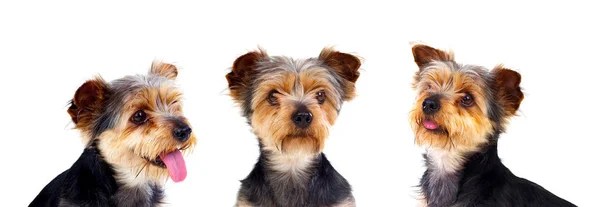 Retrato Estudio Tres Perros Pequeños Aislados Sobre Fondo Blanco — Foto de Stock