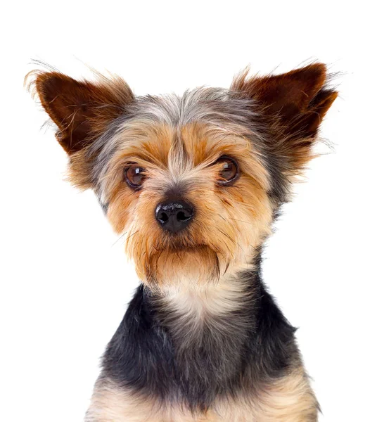 Söt Liten Hund Isolerad Vit Bakgrund — Stockfoto