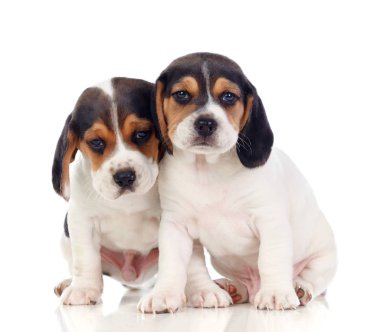 Beyaz arka plan üzerinde izole iki güzel beagle yavruları