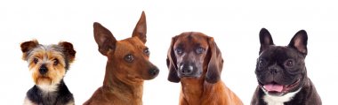 Beyaz arka plan üzerinde izole şirin farklı köpekler
