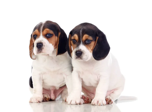 Két Gyönyörű Beagle Kölykök Elszigetelt Fehér Background — Stock Fotó