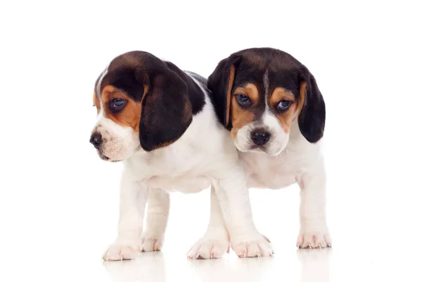 Two Beautiful Beagle Puppies Isolated White Background — Stock Photo, Image