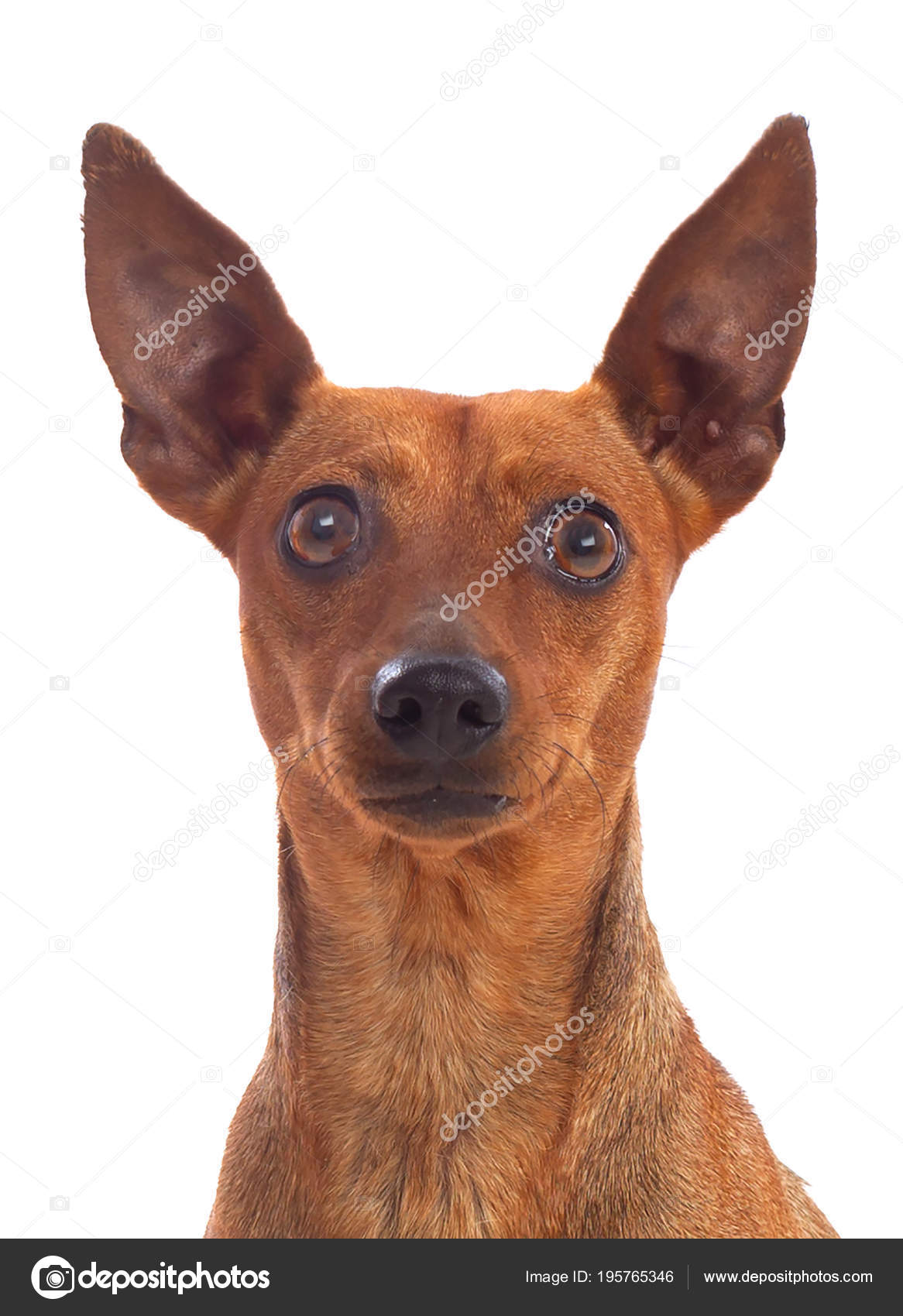 Pinscher Caractère Prix Alimentation Santé Fiche Race