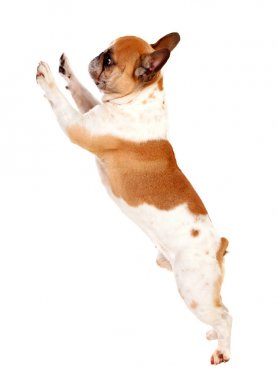 Beyaz arka plan üzerinde izole sevimli köpek bulldog