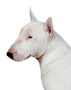 Beyaz arka plan üzerinde izole beyaz bullterrier köpek