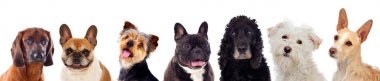 Beyaz arka plan üzerinde izole birçok farklı köpek