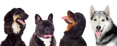 Stüdyo portre sevimli farklı köpekler beyaz arka plan üzerinde izole