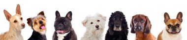 satır farklı köpekler beyaz arka plan üzerinde izole