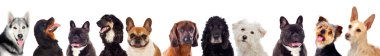 Beyaz arka plan üzerinde izole birçok farklı köpek