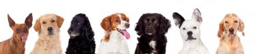 Stüdyo portre sevimli farklı köpekler beyaz arka plan üzerinde izole