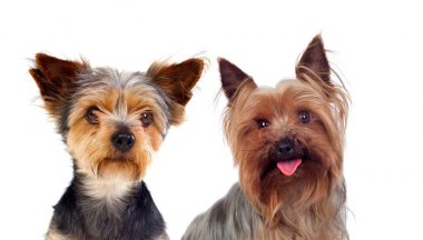 studio portrait of two small different dogs isolated on white background clipart