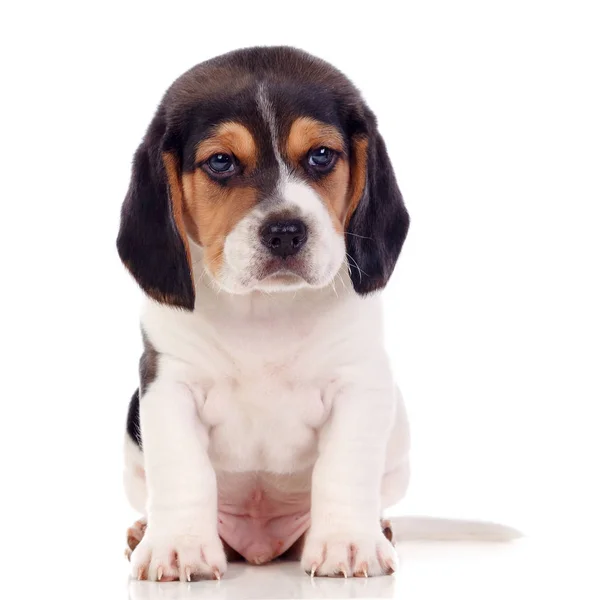Bonito Beagle Filhote Cachorro Isolado Fundo Branco — Fotografia de Stock